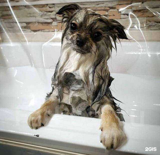 Отзывы на компанию Profi-groom в г. Владивосток c фото