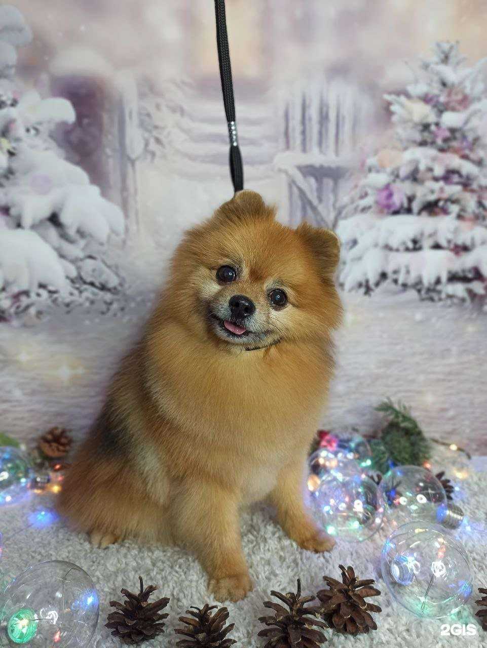 Отзывы на компанию Мокрые носики в г. Черногорск c фото