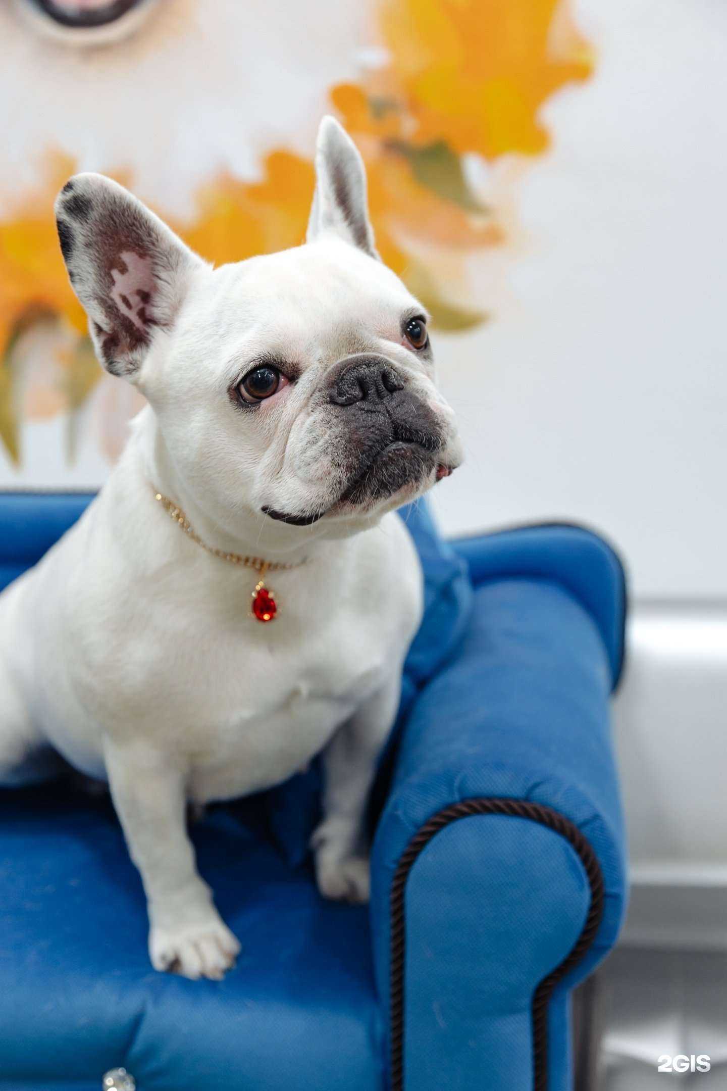 Отзывы на компанию Студия SPA для кота и пса в Нижнем Новгороде c фото