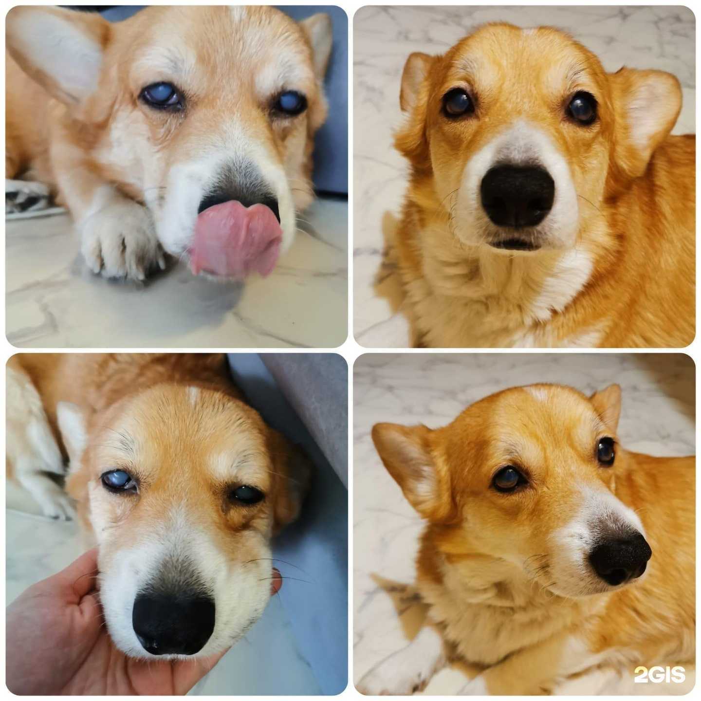 Отзывы на компанию Котопёс в Калининграде c фото