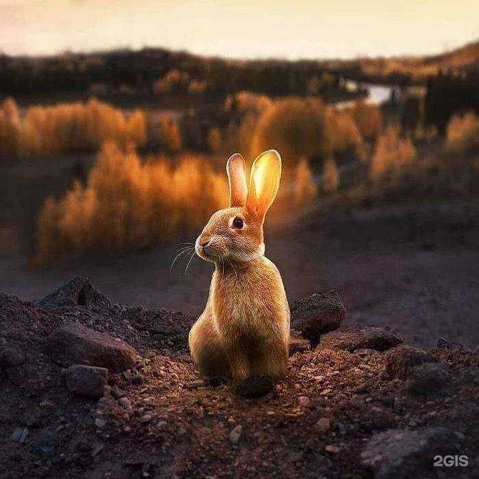 Отзывы на компанию Ветеринария в Оренбурге c фото