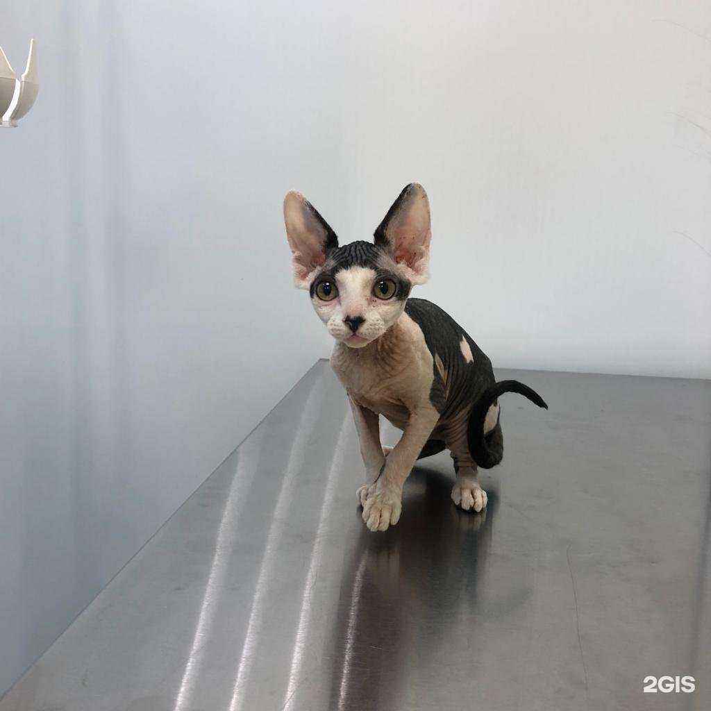 Отзывы на компанию ЗаВет в Тамбове c фото