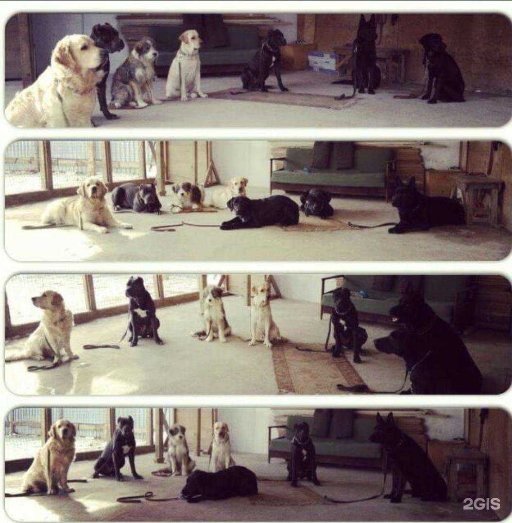 Отзывы на компанию Мирдог в г. Коммунарка c фото