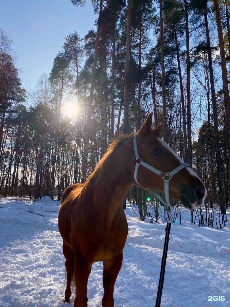 Отзывы на компанию Парк культуры и отдыха им. Революции 1905 года в г. Иваново c фото