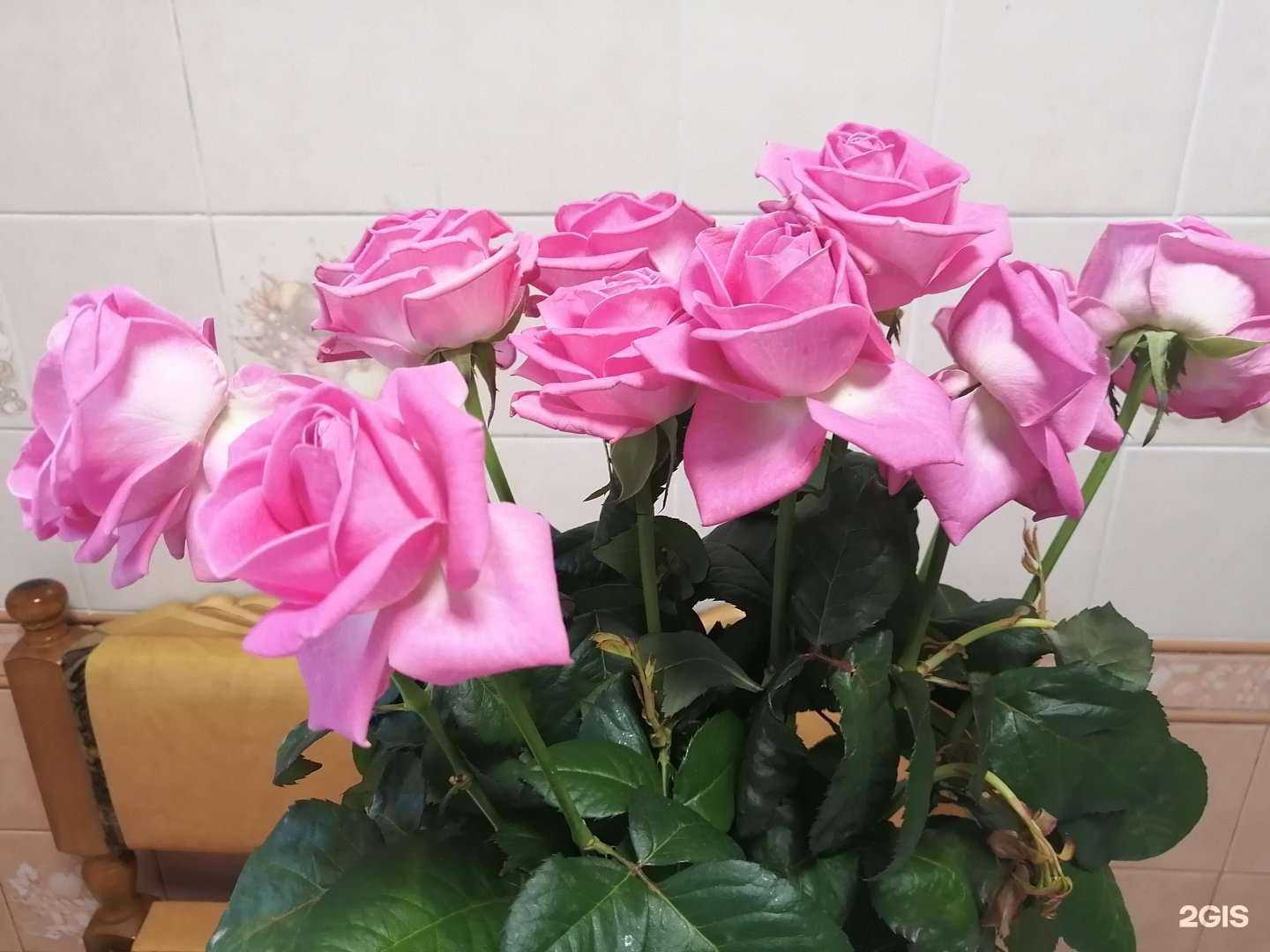 Отзывы на компанию BotaniC в Нефтеюганске c фото