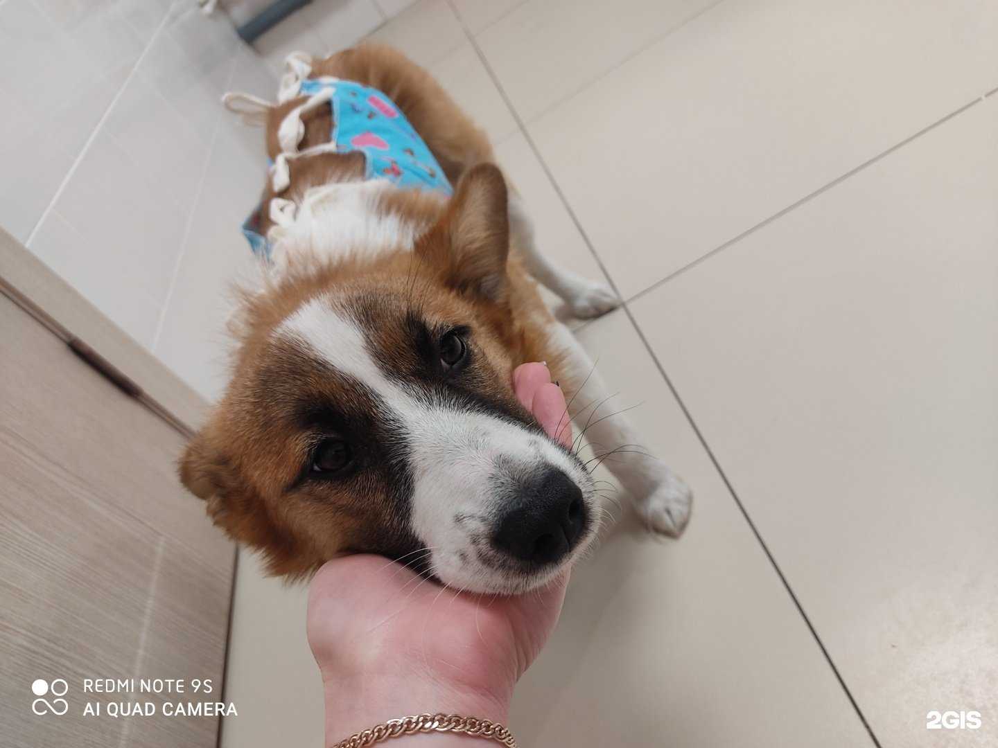 Отзывы на компанию Ветеринарный центр стерилизации и хирургии в г. Новосибирск c фото