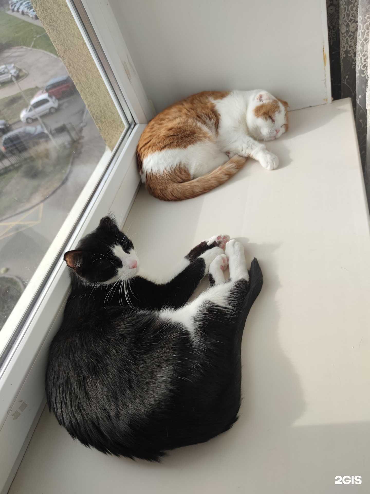 Отзывы на компанию Рыжий хвост в Калининграде c фото