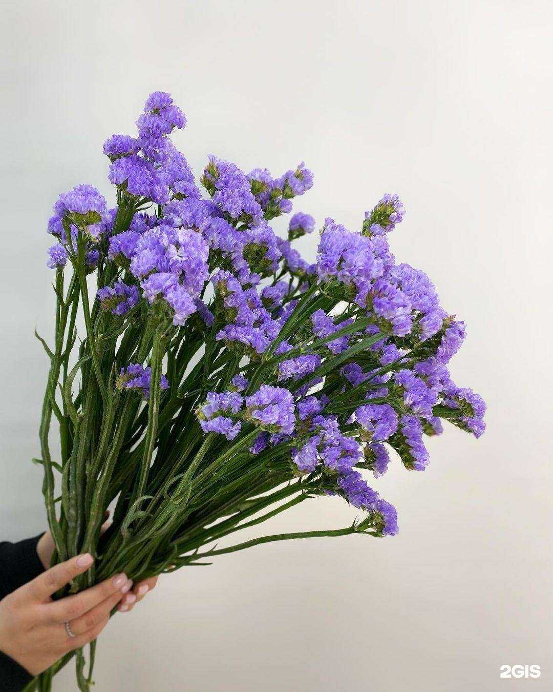 Отзывы на компанию Цвет`ok в Петрозаводске c фото