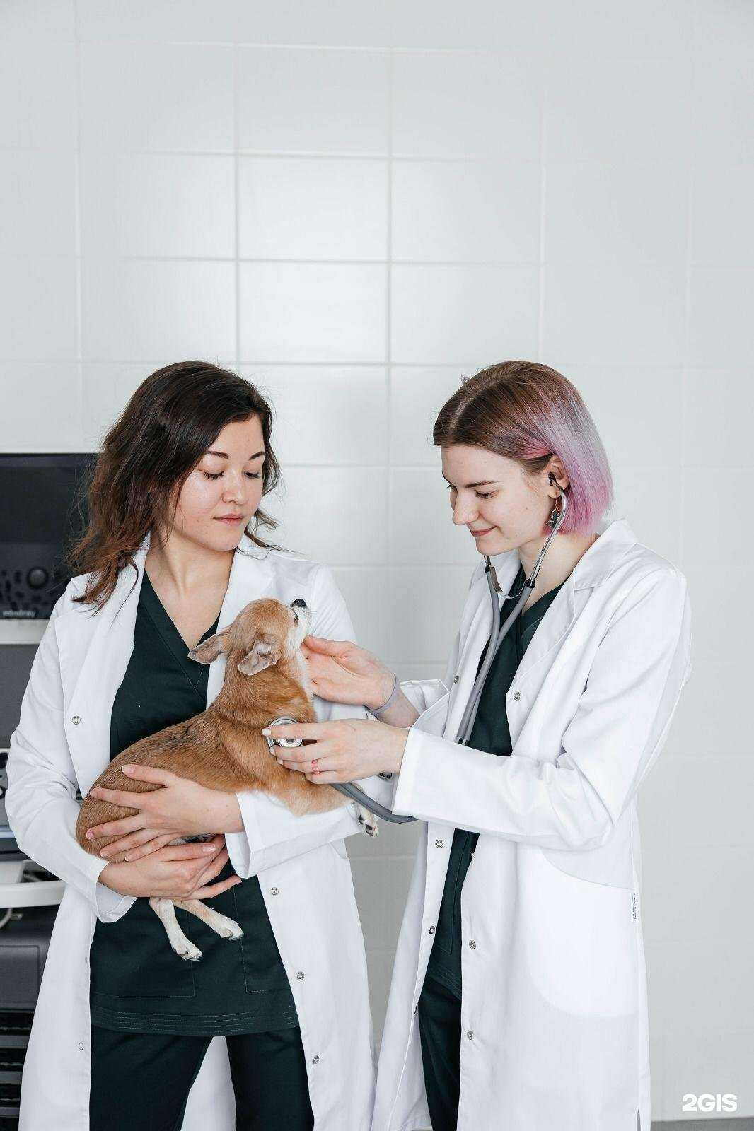 Отзывы на компанию Petlife в Казани c фото