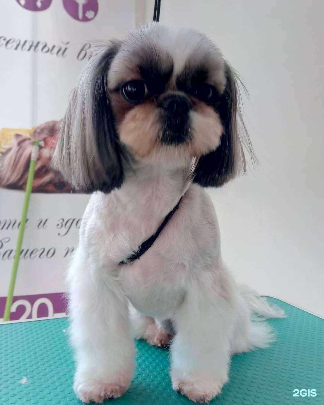 Отзывы на компанию Strigupesikov.ru в Северске c фото