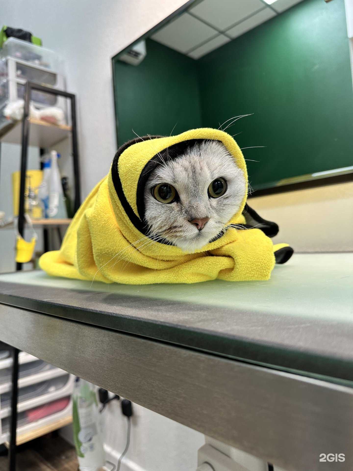 Отзывы на компанию Пес&пена в г. Воронеж c фото