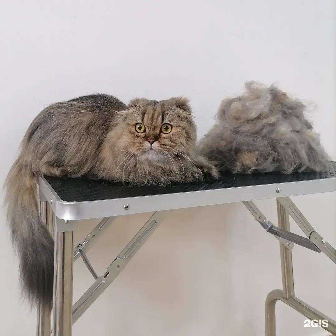 Отзывы на компанию Пушистые Модняшки в г. Ставрополь c фото