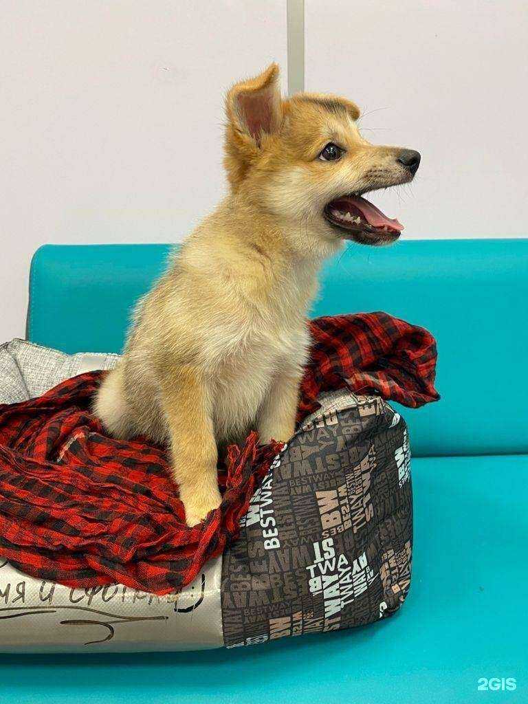 Отзывы на компанию VetFamily в Реутове c фото