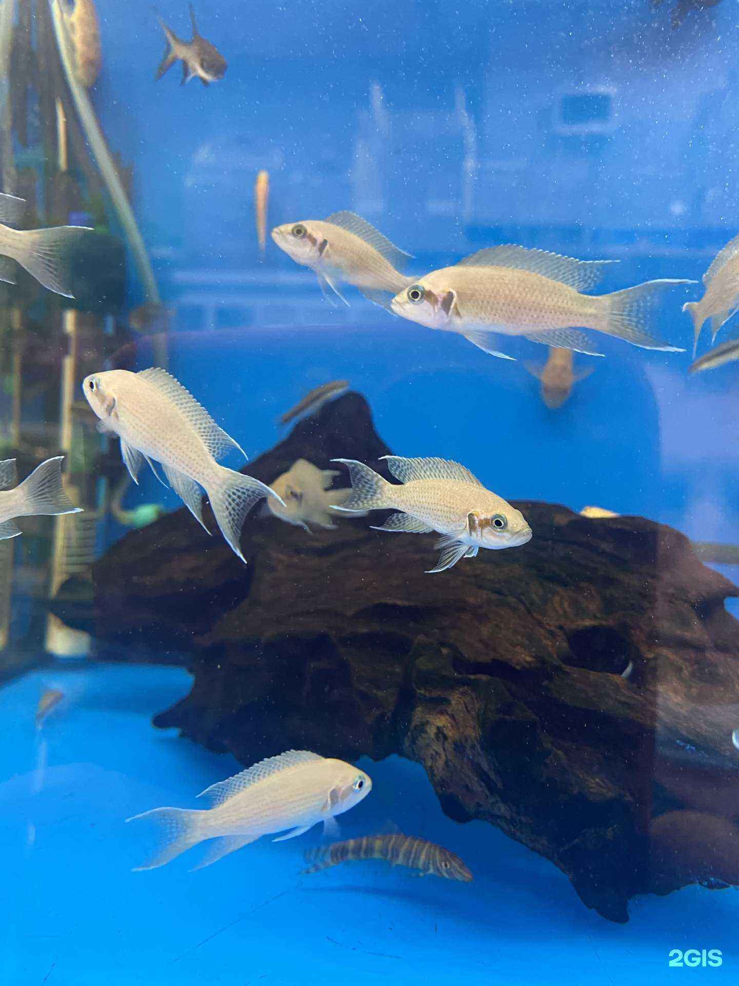 Отзывы на компанию Атлантида в г. Нижний Новгород c фото