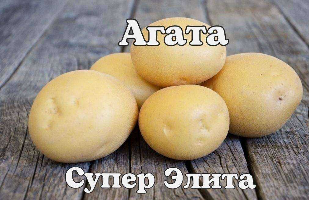 Отзывы на компанию Ого`род в г. Новосибирск c фото