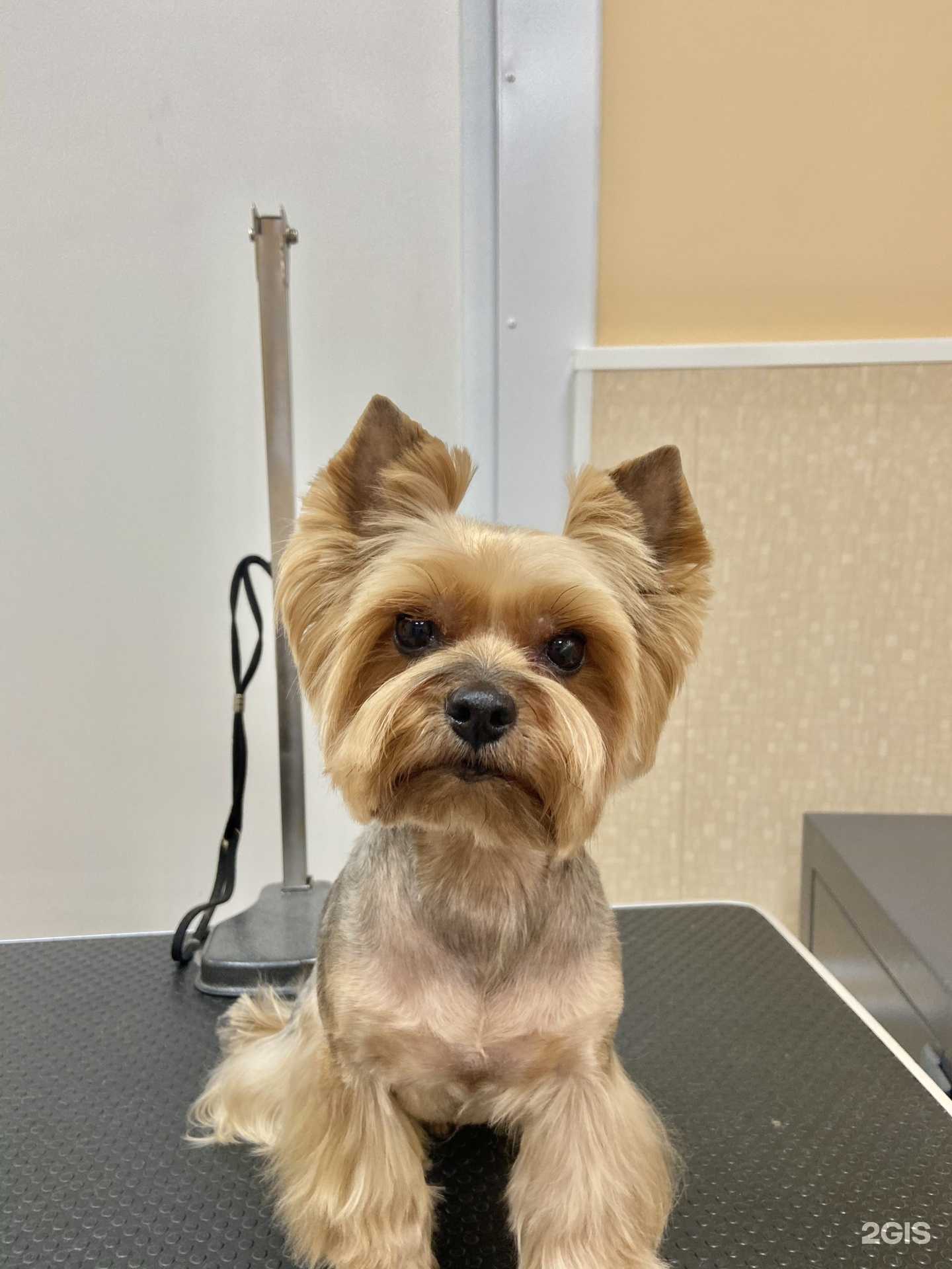 Отзывы на компанию Ветпомощь в Рязани c фото