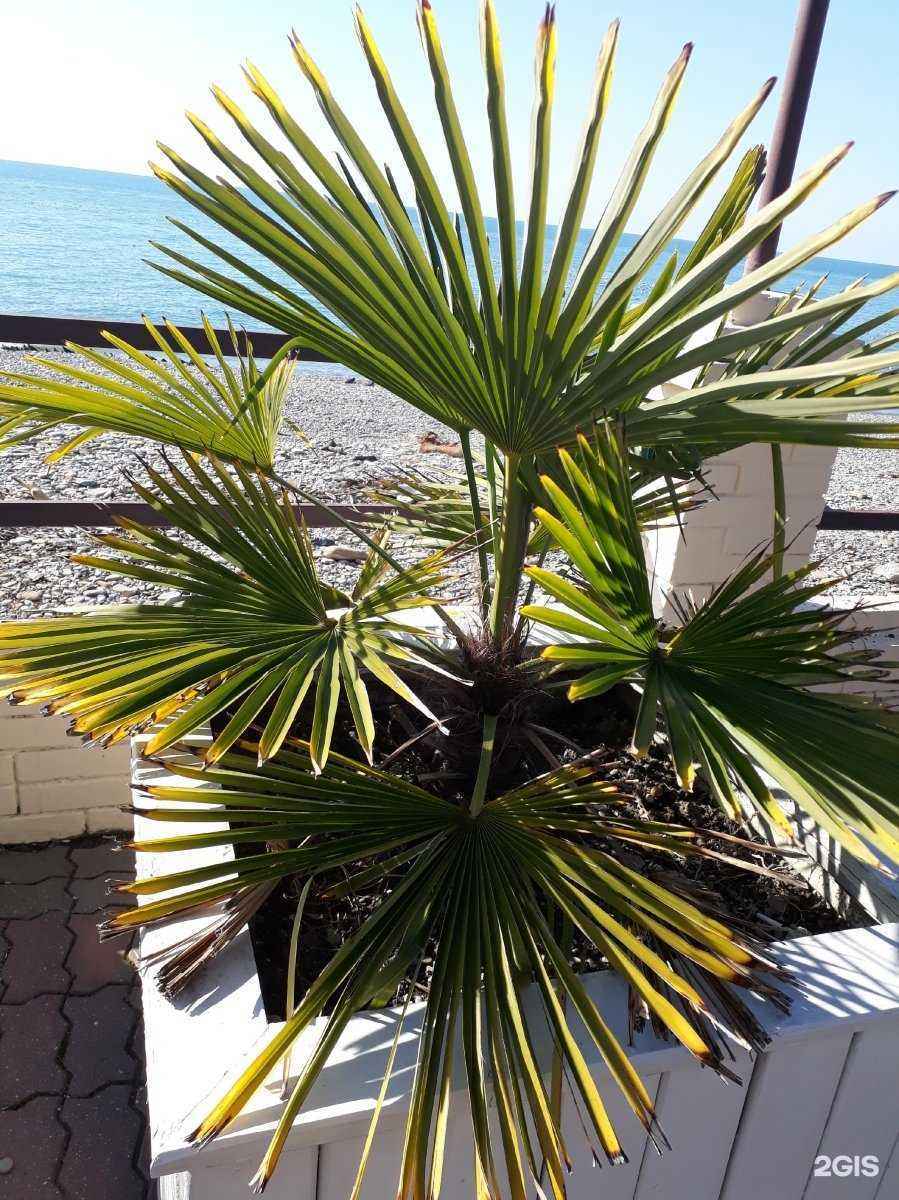 Отзывы на компанию Сотасервис в Сочи c фото