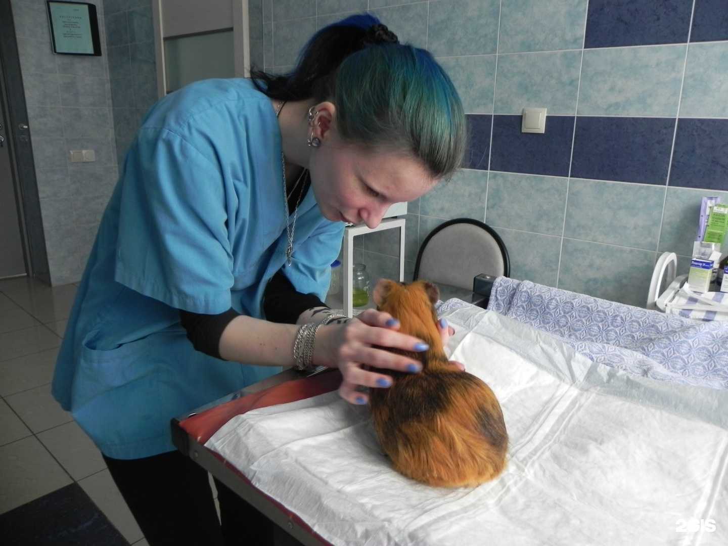 Отзывы на компанию Центр ветеринарной помощи в г. Дзержинск c фото