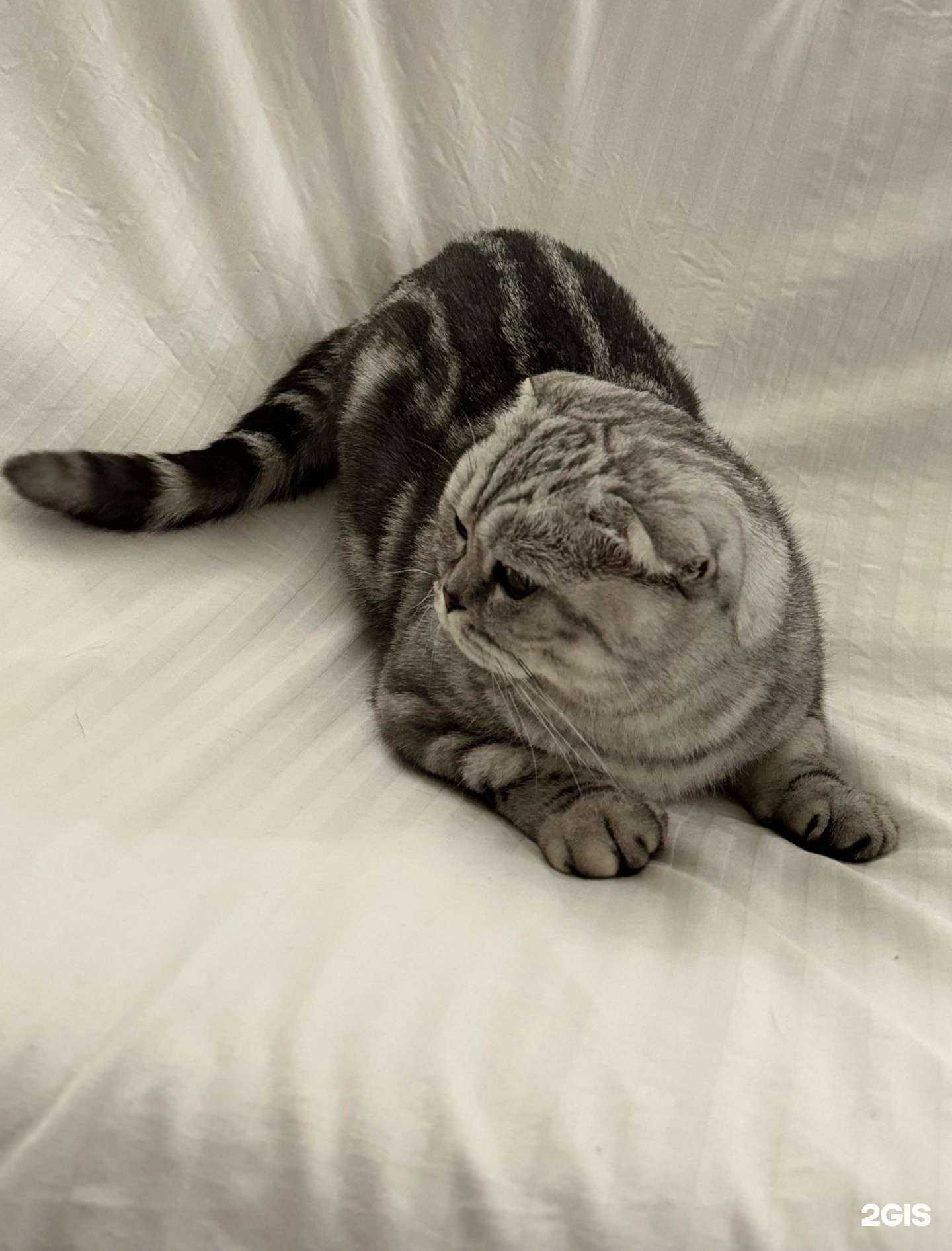 Отзывы на компанию Модный хвостик в г. Сыктывкар c фото