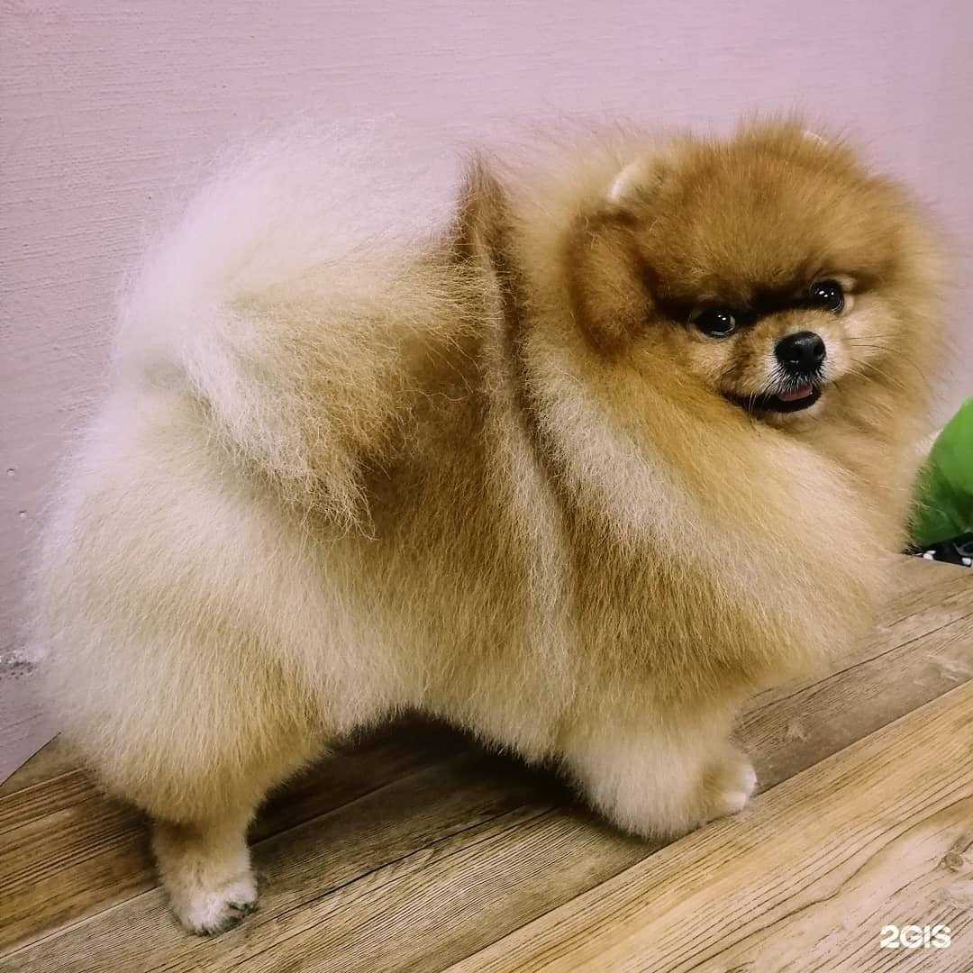 Отзывы на компанию Шик модерн в г. Челябинск c фото