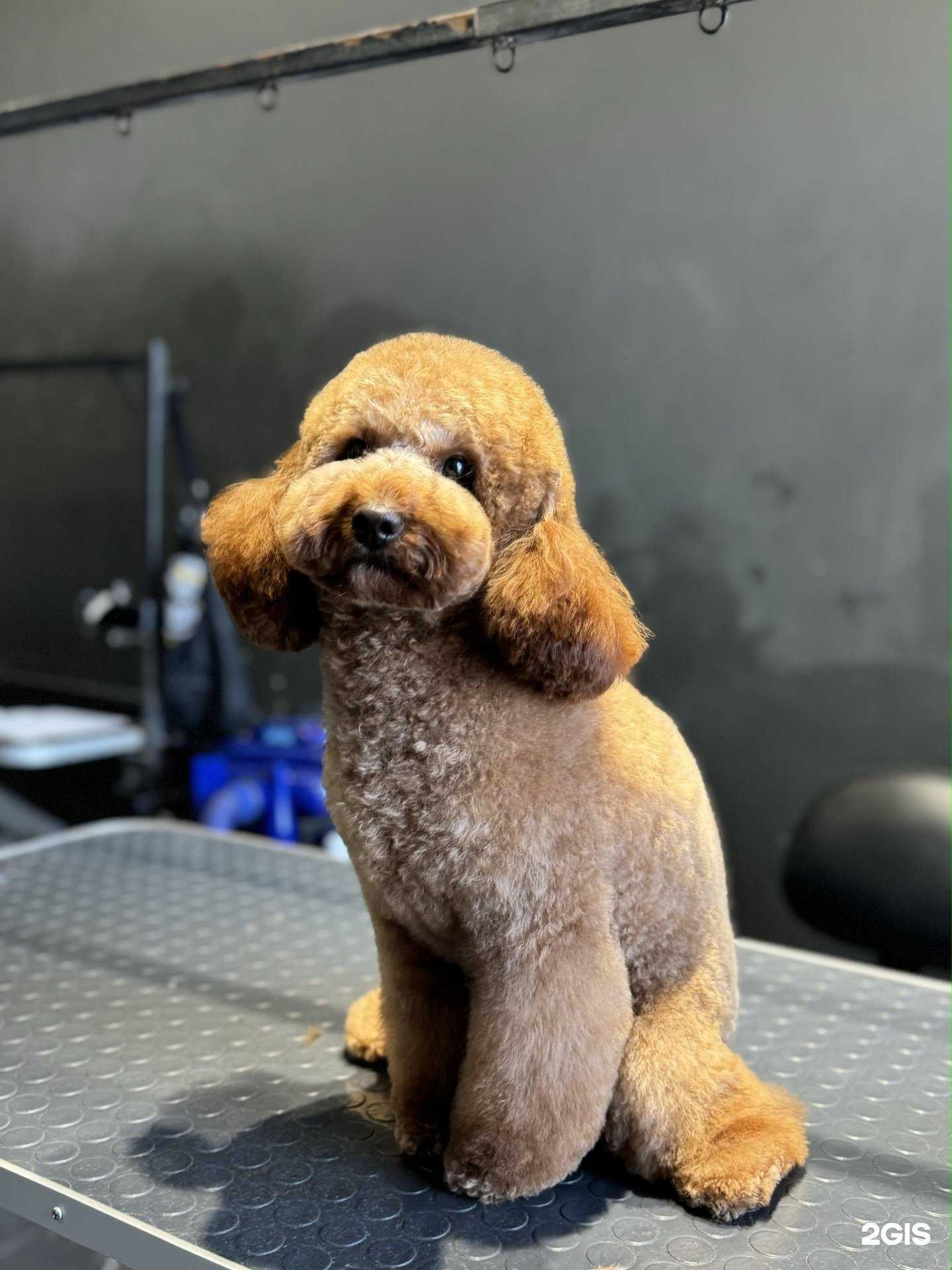 Отзывы на компанию BARBERDOG в г. Нижний Новгород c фото