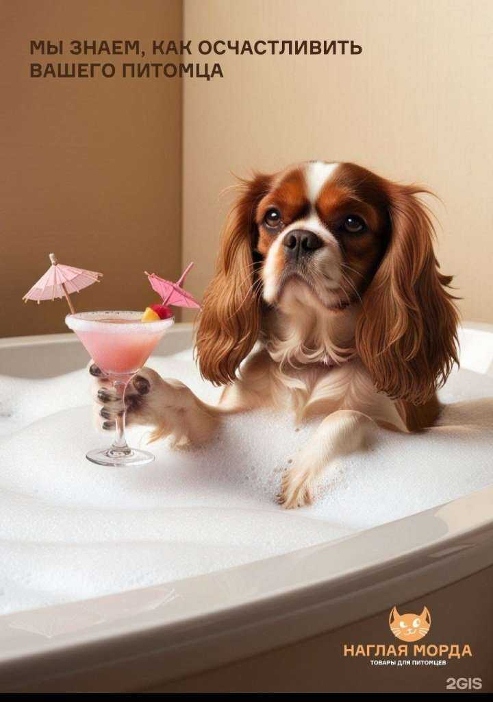 Отзывы на компанию Наглая морда в г. Лосино-Петровский c фото