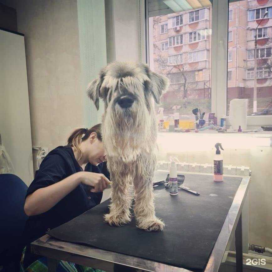 Отзывы на компанию Симба в Белгороде c фото