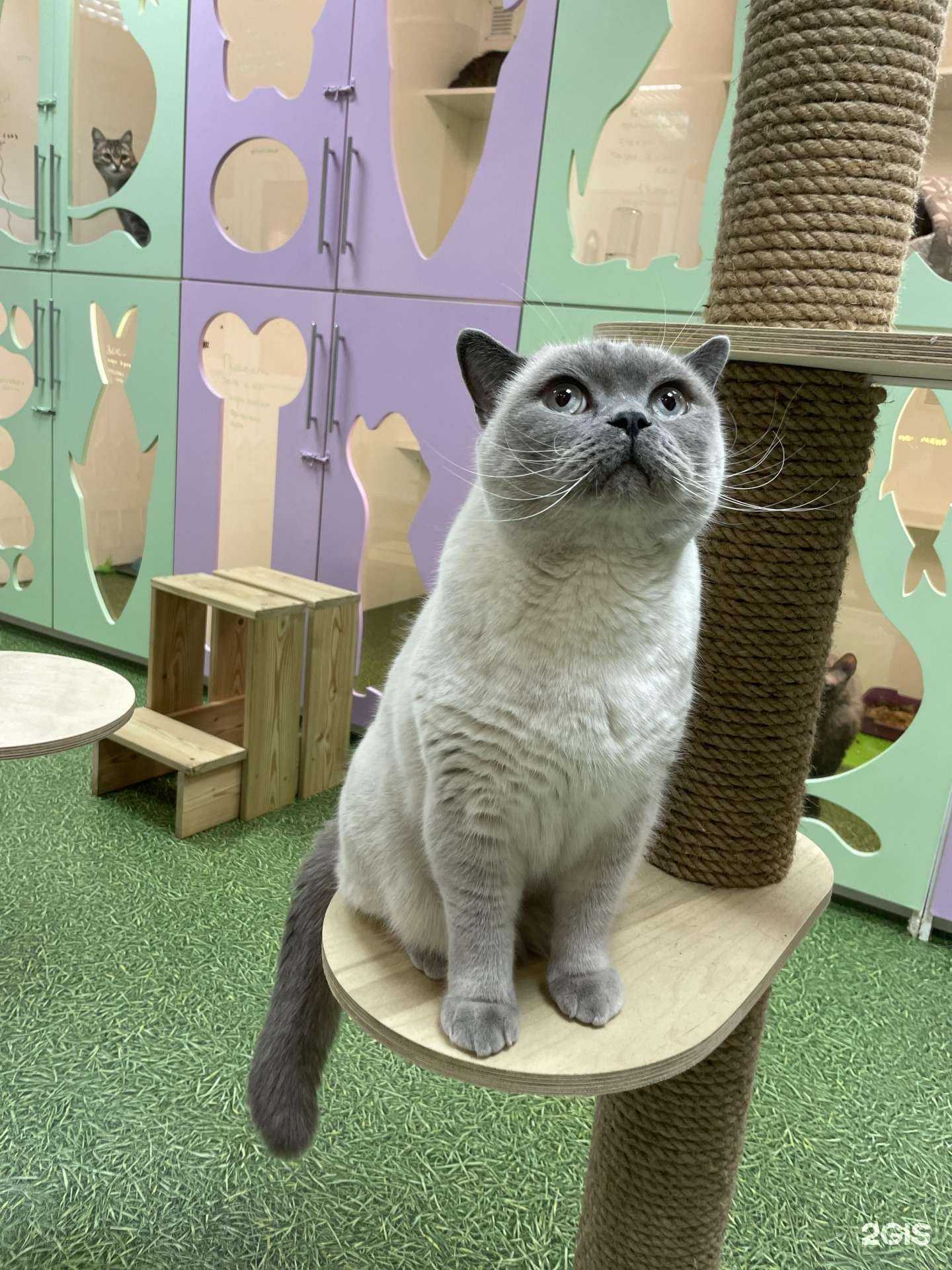 Отзывы на компанию Pets hotel в г. Краснодар c фото