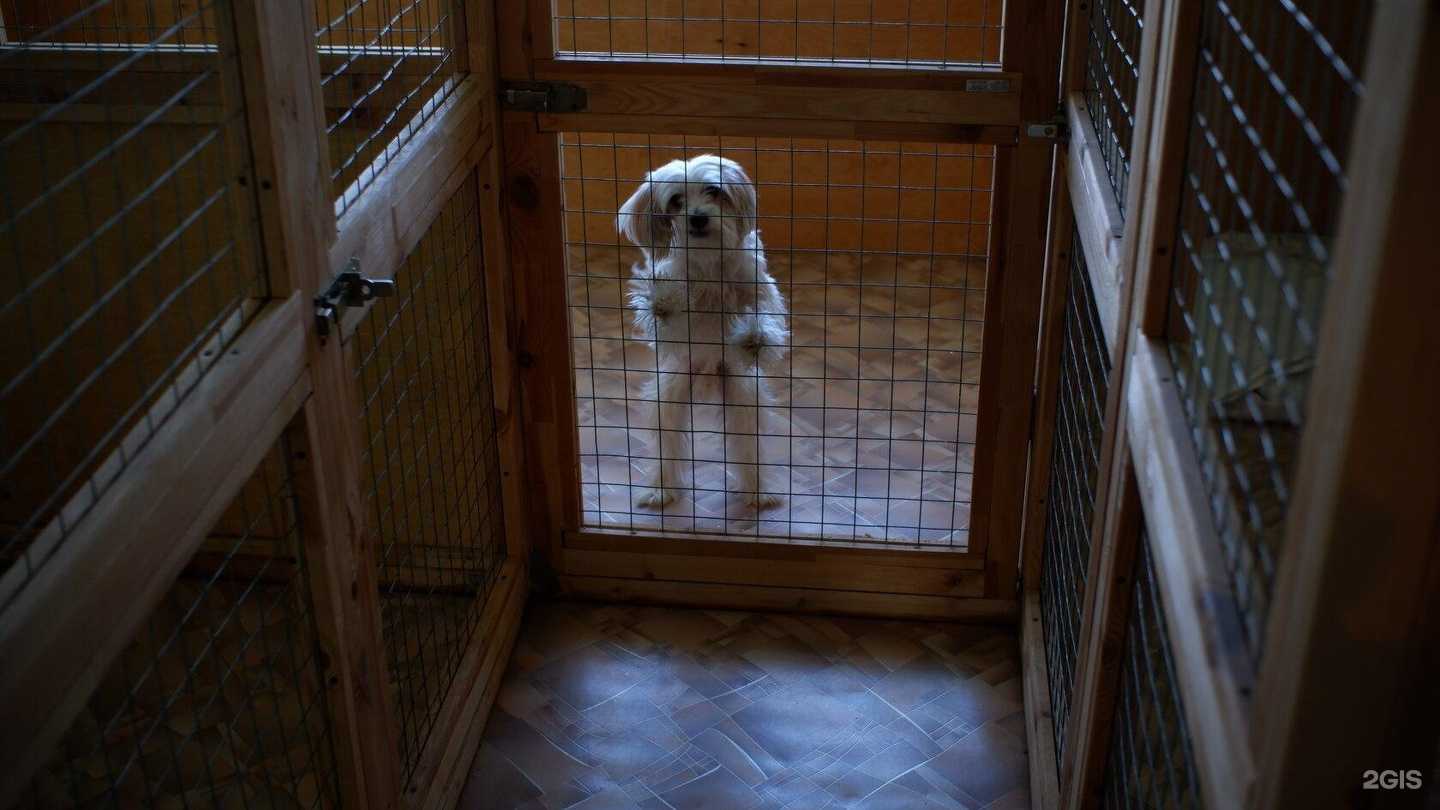 Отзывы на компанию Гостиница для животных в Краснодаре c фото