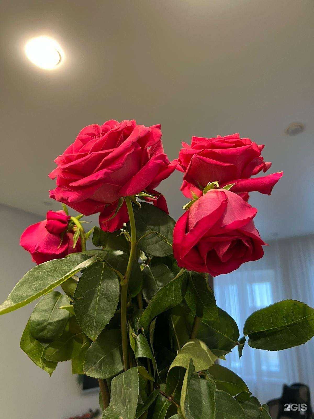 Отзывы на компанию Мир цветов в Нижневартовске c фото