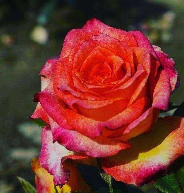 Отзывы на компанию Дачник в г. Омск c фото