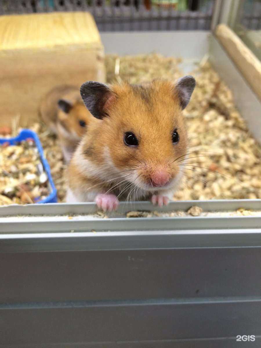 Отзывы на компанию Лотос в г. Смоленск c фото