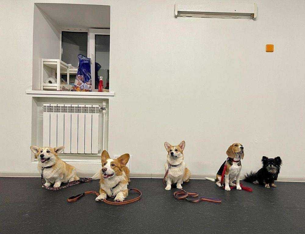 Отзывы на компанию DOGцентр Sirius в г. Ульяновск c фото