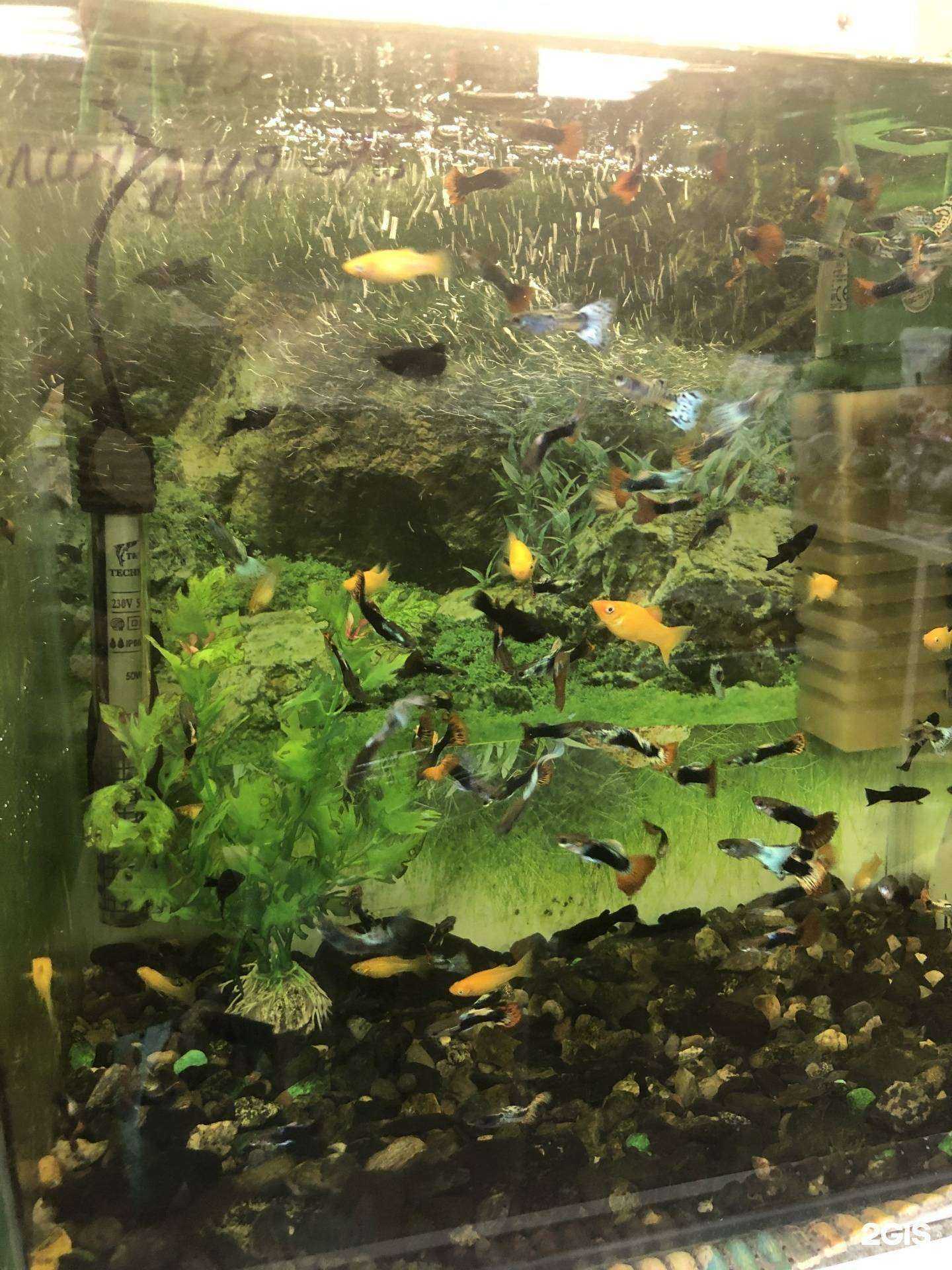 Отзывы на компанию Леопольд в Киселёвске c фото