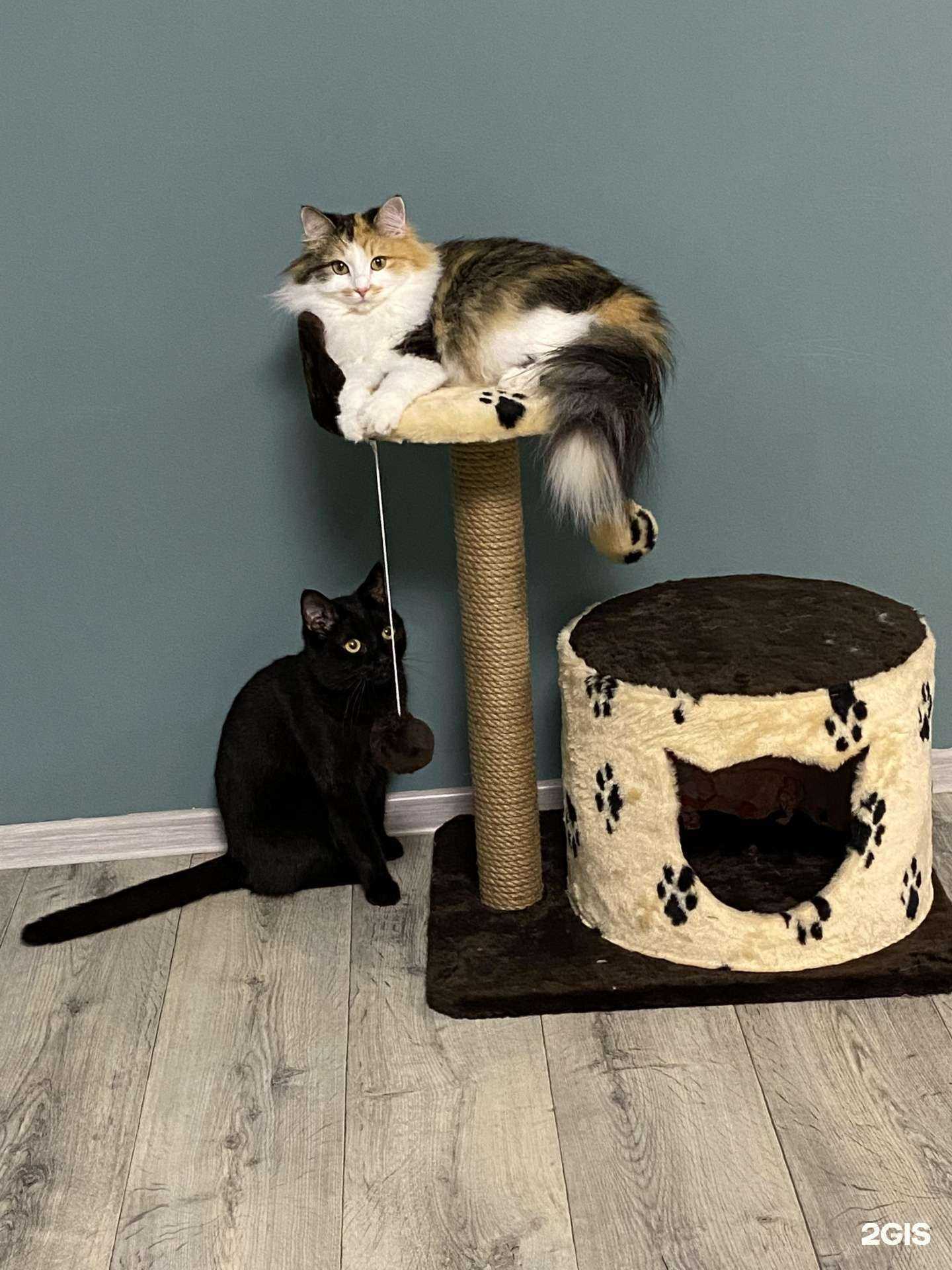 Отзывы на компанию ЗооМаг Пушистый в Томске c фото