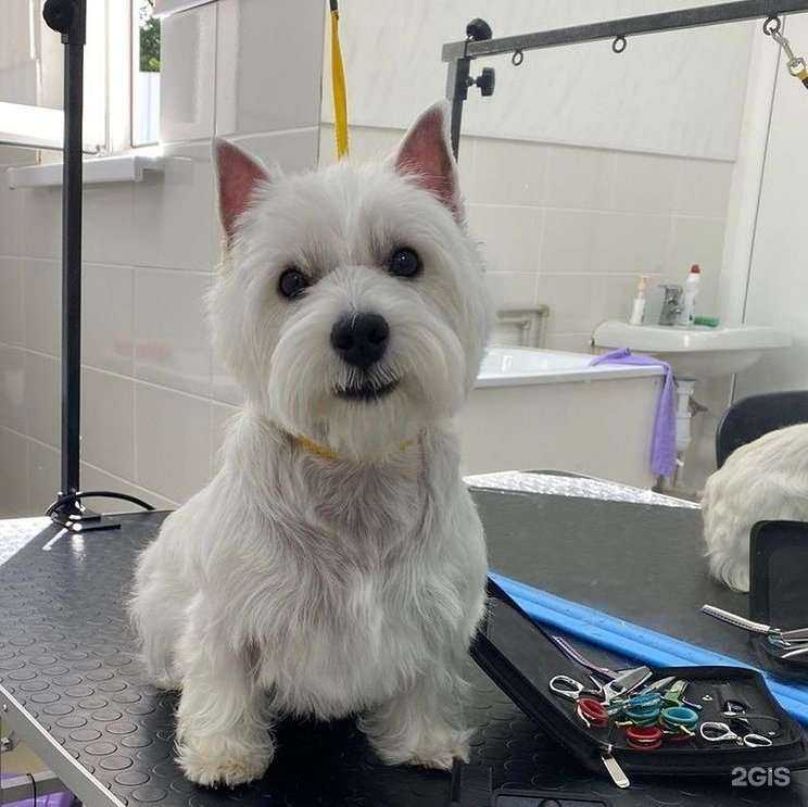 Отзывы на компанию Грумер в Сочи c фото