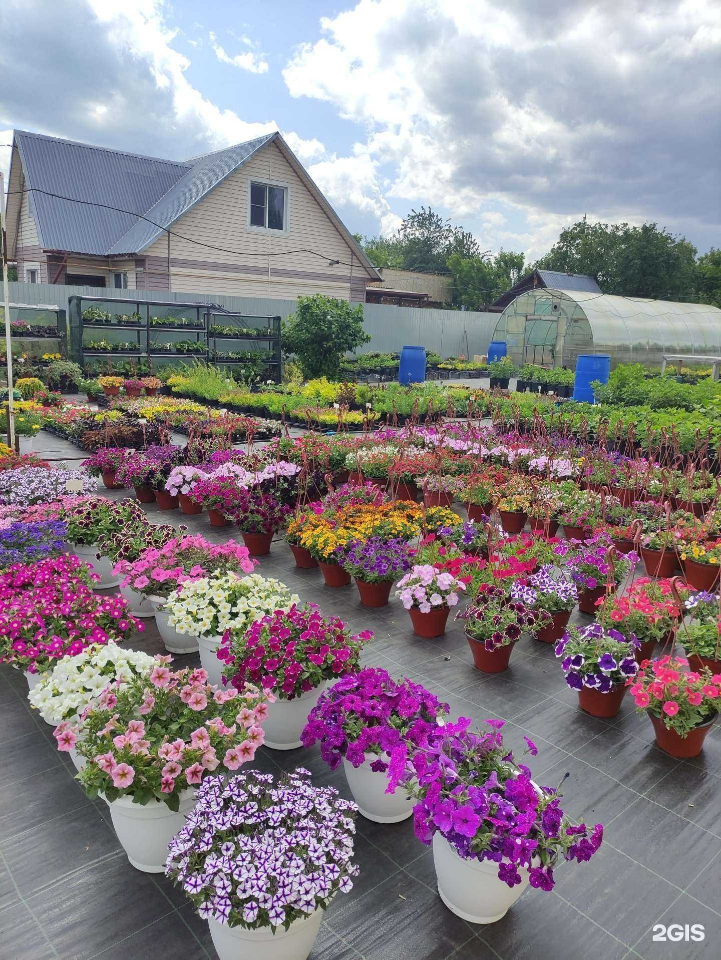 Отзывы на компанию Сад Цветов в Барнауле c фото