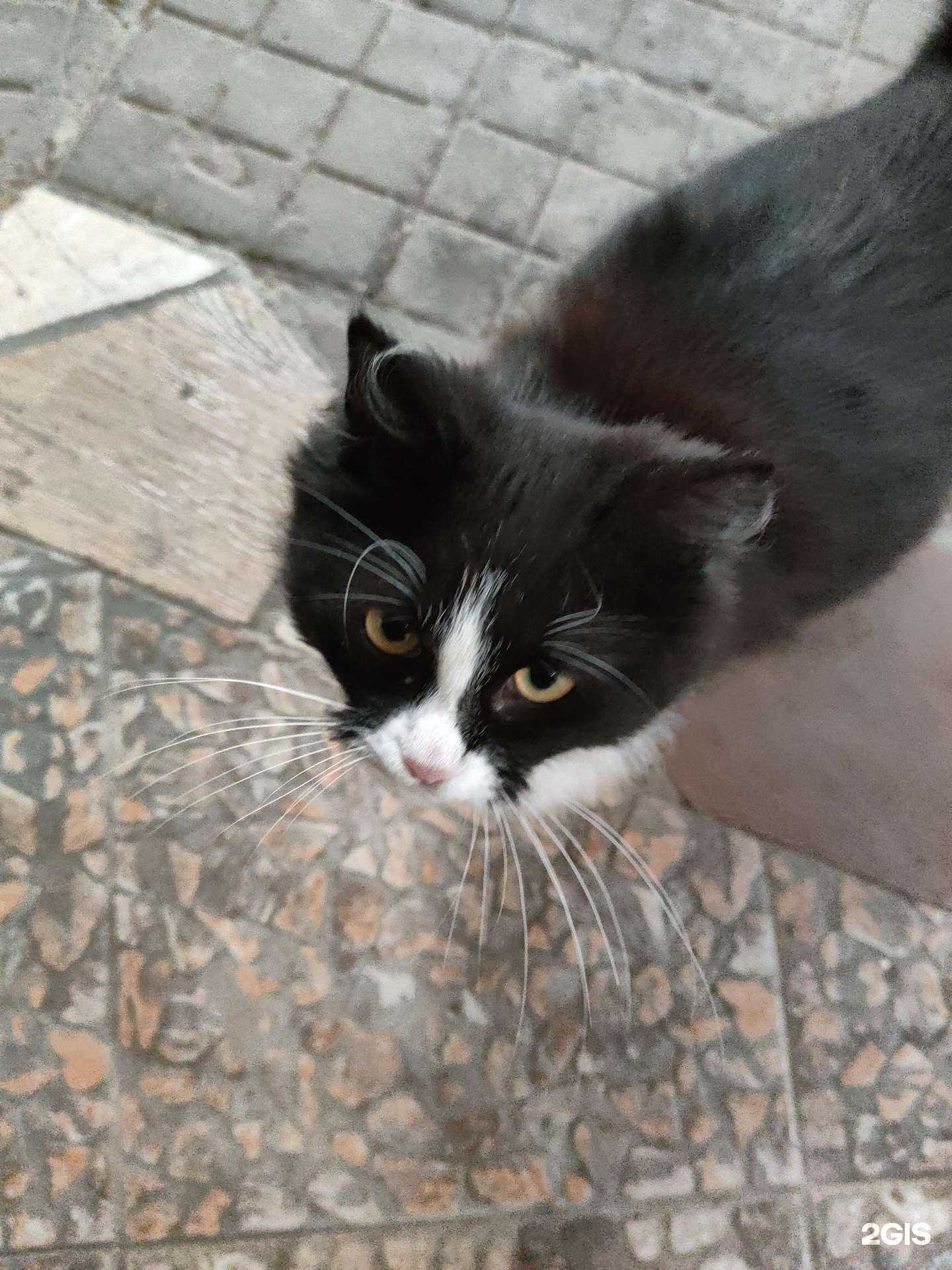 Отзывы на компанию ДоброВет в г. Анапа c фото