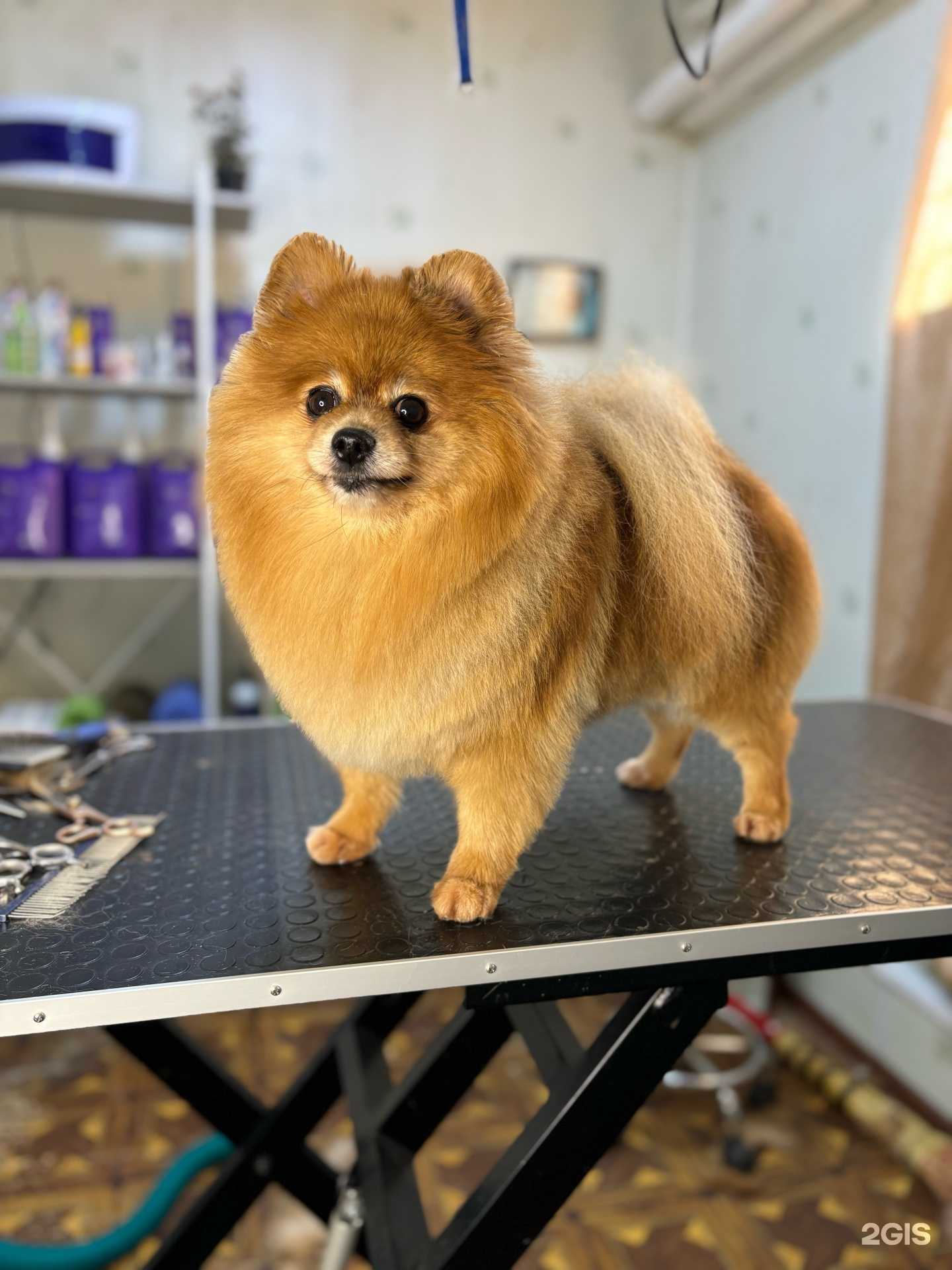 Отзывы на компанию Груминг-салон для собак и кошек в Чебаркуле c фото