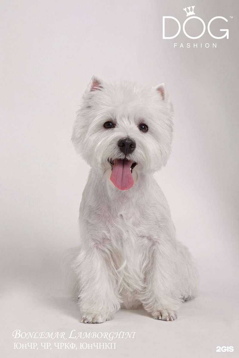 Отзывы на компанию Fashion dog в Омске c фото
