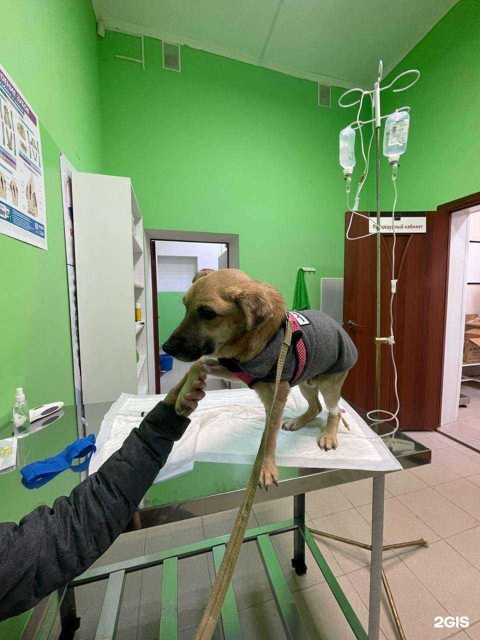 Отзывы на компанию ИМВЕТ в Нижнем Новгороде c фото