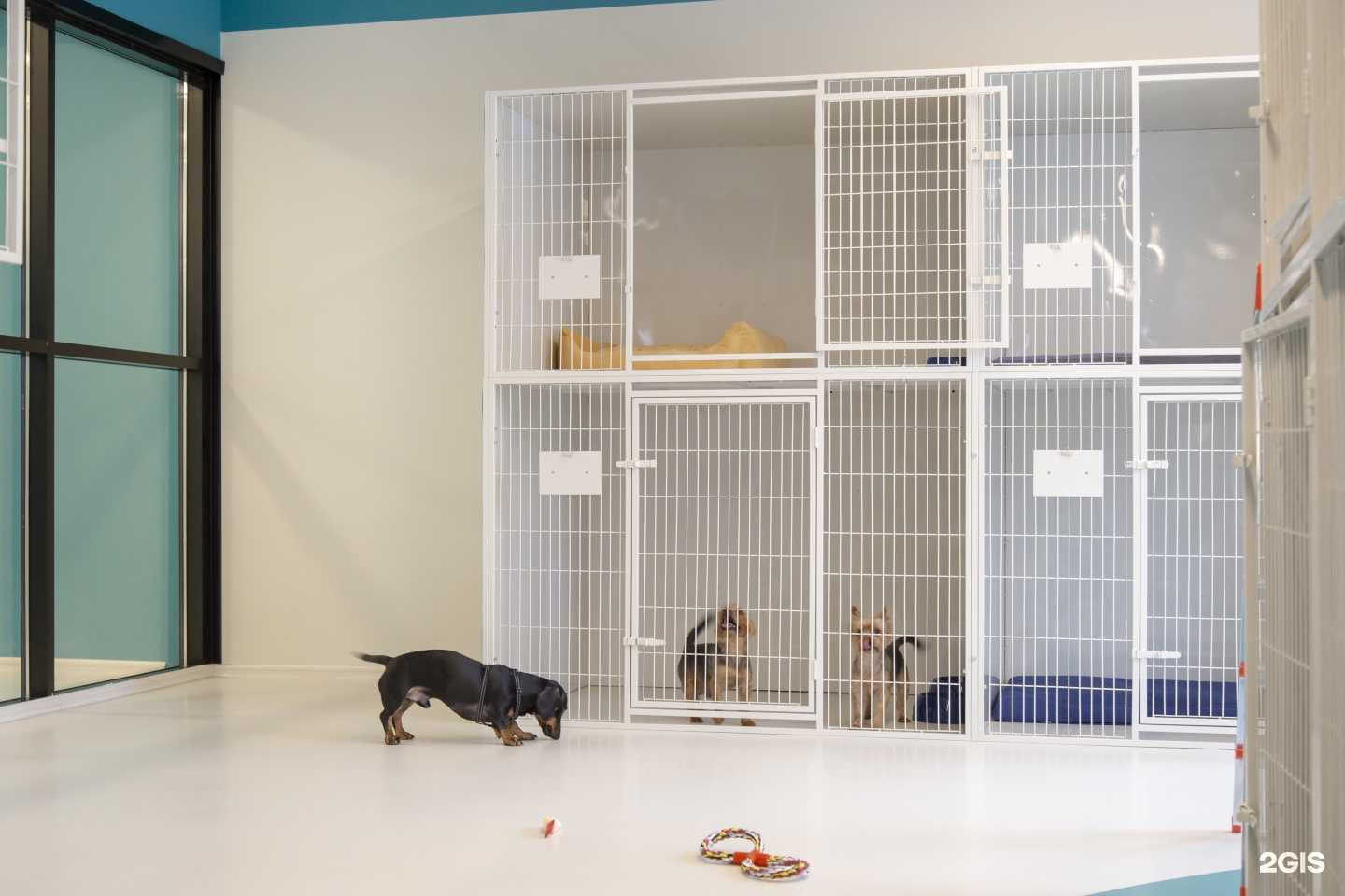 Отзывы на компанию Petshop в г. Санкт-Петербург c фото