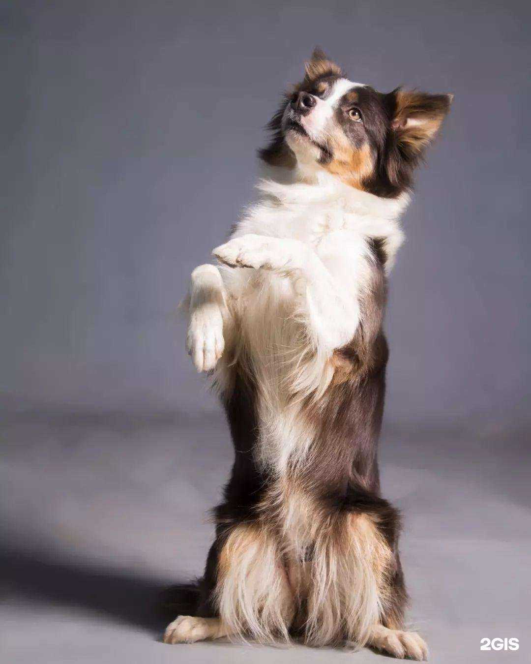 Отзывы на компанию Барбосик в Пскове c фото