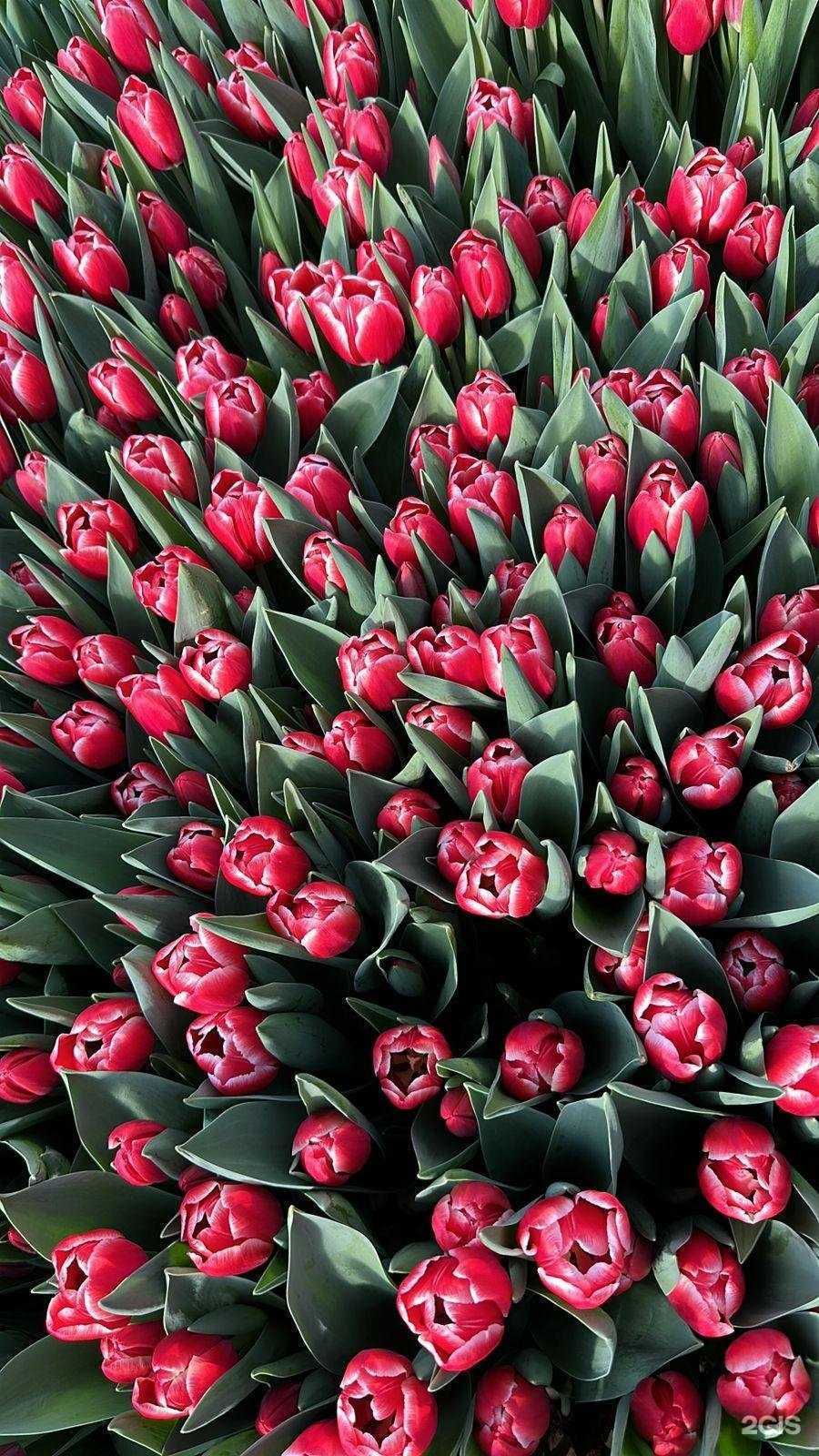 Отзывы на компанию Цветы и ты в г. Альметьевск c фото