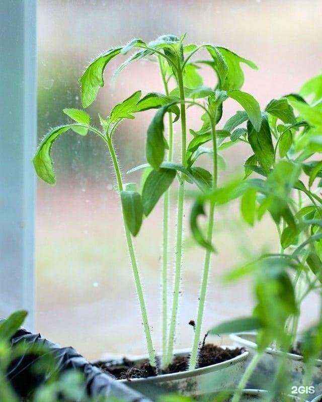 Отзывы на компанию Дом сад огород в Губкине c фото