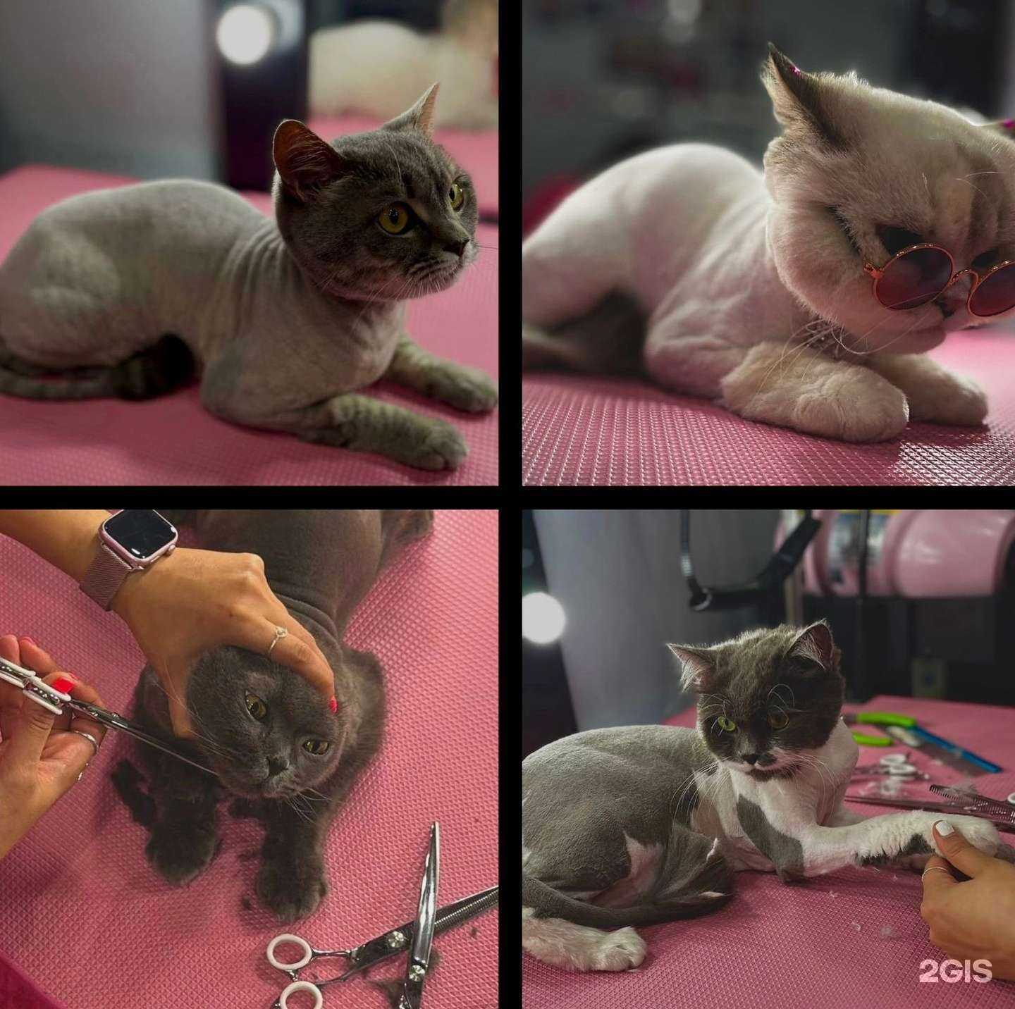 Отзывы на компанию Cat’s в г. Краснодар c фото