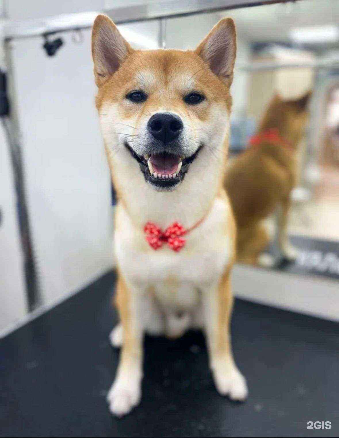 Отзывы на компанию Пёс зарос в Самаре c фото