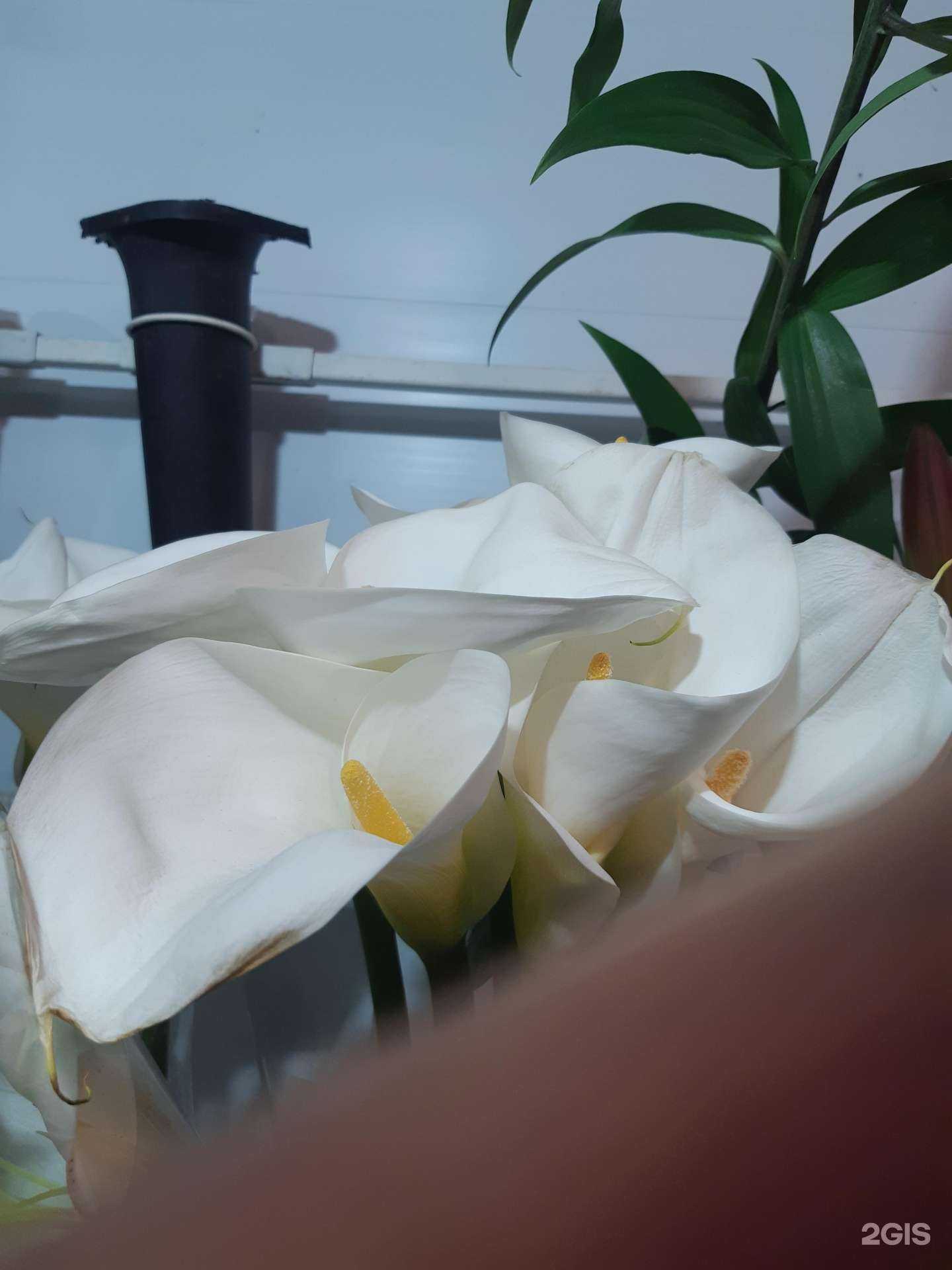 Отзывы на компанию Магазин цветов в Ростове-на-Дону c фото