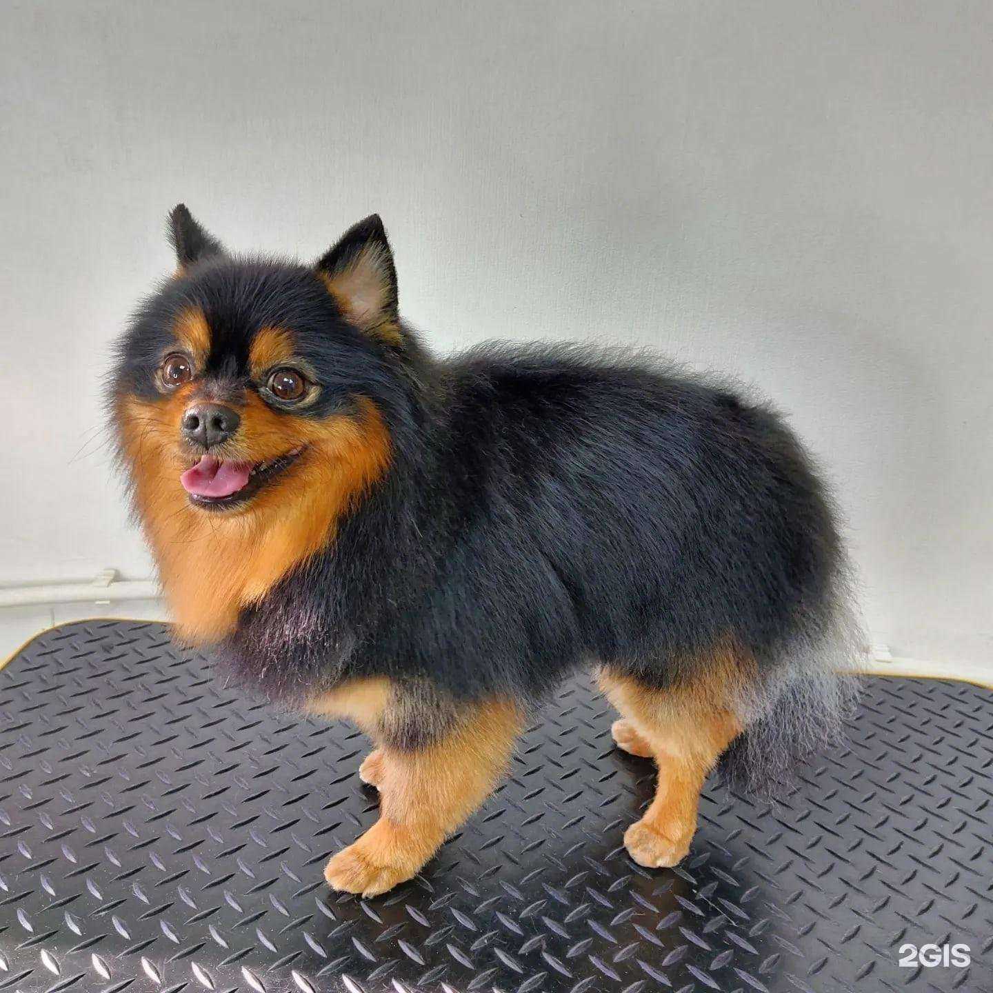 Отзывы на компанию Fancy Pets Groom в г. Ростов-на-Дону c фото