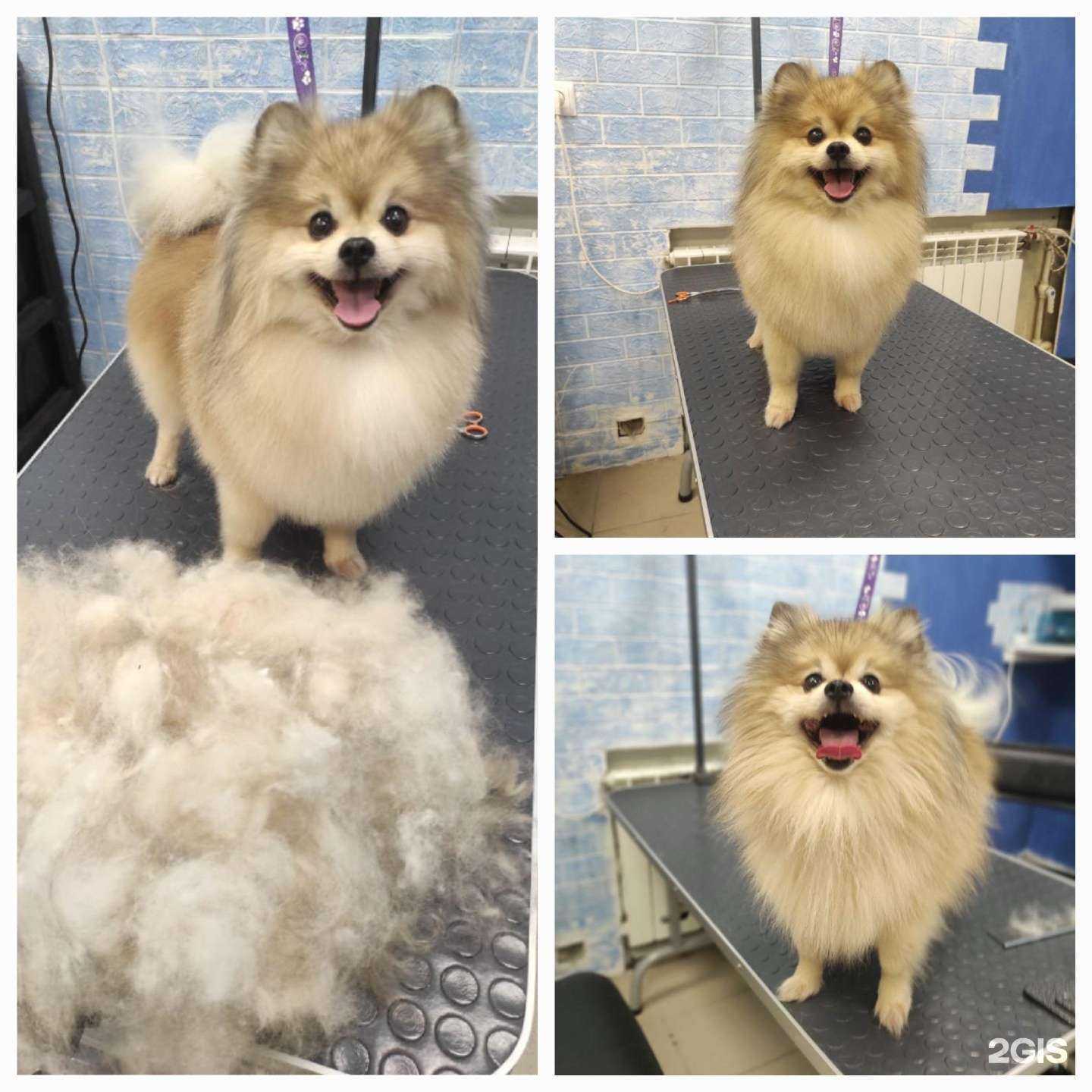 Отзывы на компанию Grooming cat & dog в г. Тверь c фото